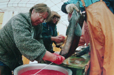 鮭魚集體孵化場用的設備(魚卵摘出)